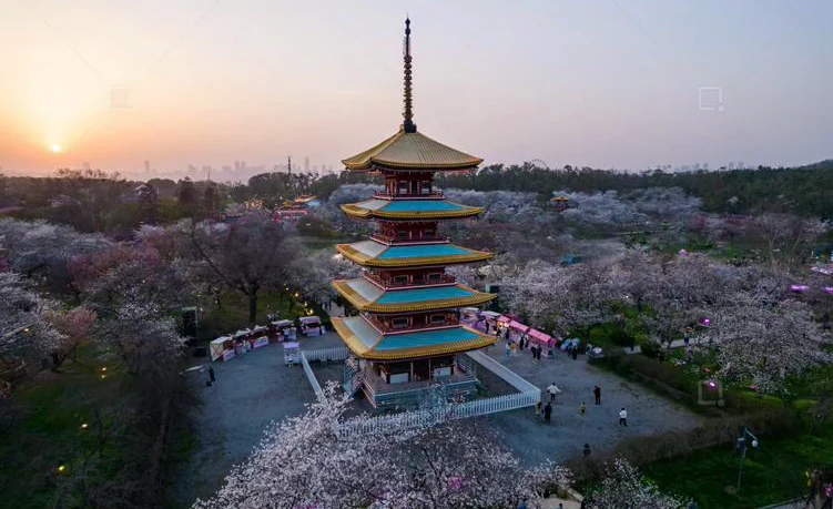 磨山与东湖樱园场域关系