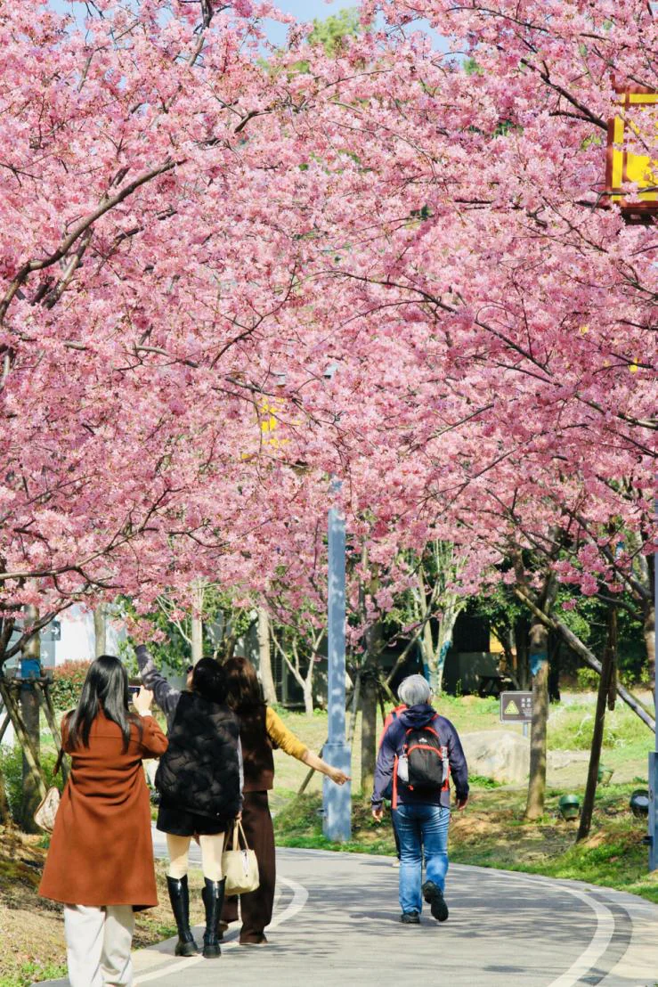 户外强光中的樱花场景