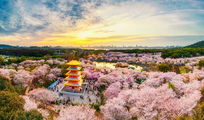 高密度樱花景观